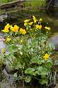 FH_VP_5058(Caltha palustris)